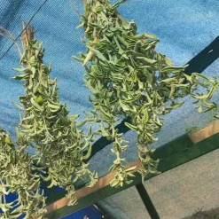 Anatolian Sage | Black Sea, Turkey