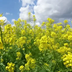 Andante Mustard Powder - Single Origin Spice & Seasoning