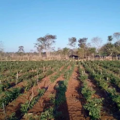 Cobanero Chili | Cobán, Guatemala