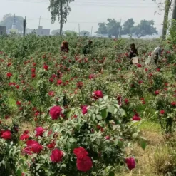 Damask Rose Petal Powder