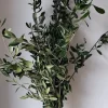 Dry Olive Branches bunch