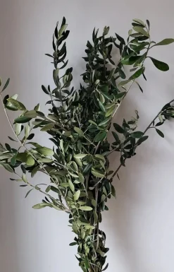 Dry Olive Branches bunch