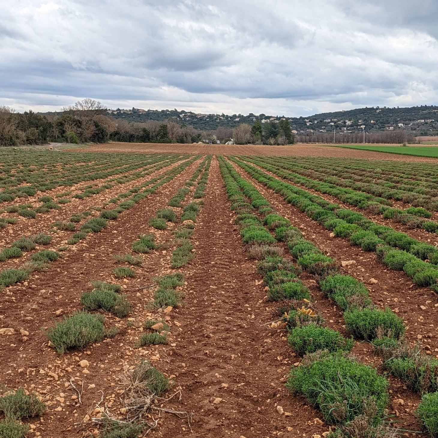 Herbes de Provence - Single Origin Spice & Seasoning Blend