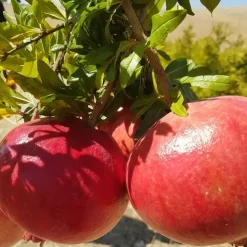 Pure Pomegranate Molasses