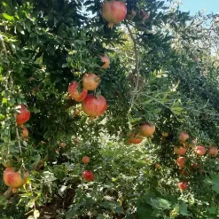 Pure Pomegranate Molasses