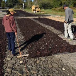 Purple Dulse Flakes - Single Origin Spice & Seasoning