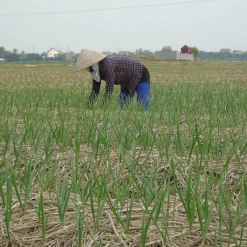 Purple Stripe Garlic - Single Origin Spice & Seasoning