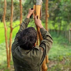 Royal Cinnamon (Saigon cinnamon)