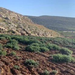 Single Origin Za’atar Blend