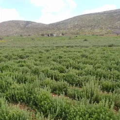 Single Origin Za’atar Blend