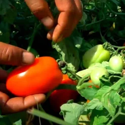 Sun-Dried Tomato Powder - Single Origin Spice & Seasoning